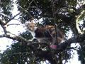 梅とサン
