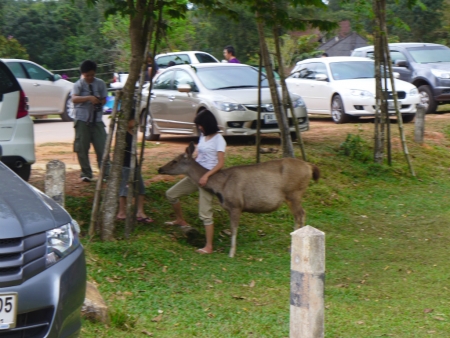 Khao Yai Camp (18)