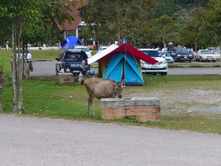 Khao Yai Camp (17)