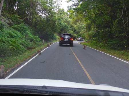 Khao Yai Camp (7)