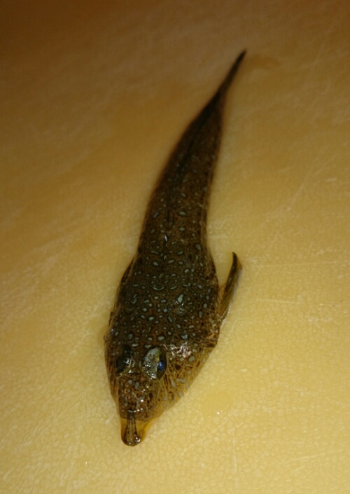 DSC_0323.jpg