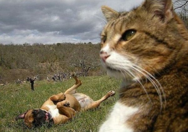 なにをやってるんだか的なimage