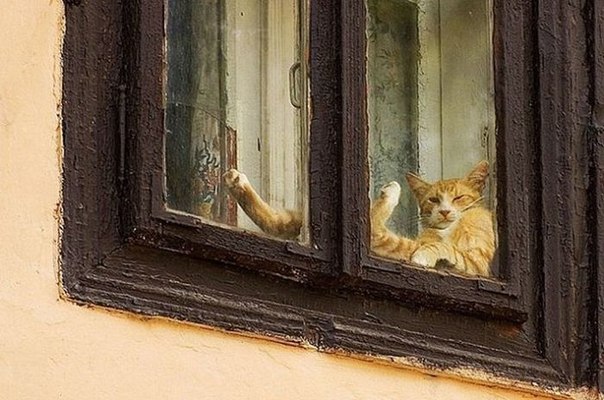 とある窓辺のねこさんのimage