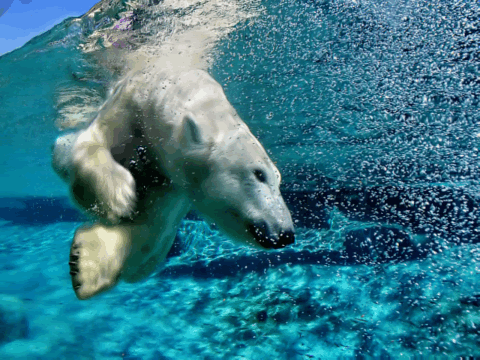 水中の北極グマさんなimage
