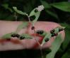 ツヤアオカメムシの若齢幼虫?