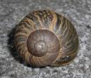 ウスカワマイマイの仲間