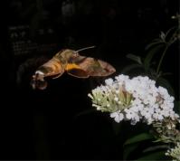 ホシホウジャク