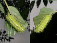 ヒロヘリアオイラガの幼虫
