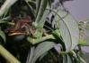 ハラビロカマキリ