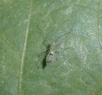 ヒメイトカメムシの幼虫