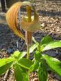 薬用植物園ミミガタ…穴あり - コピー