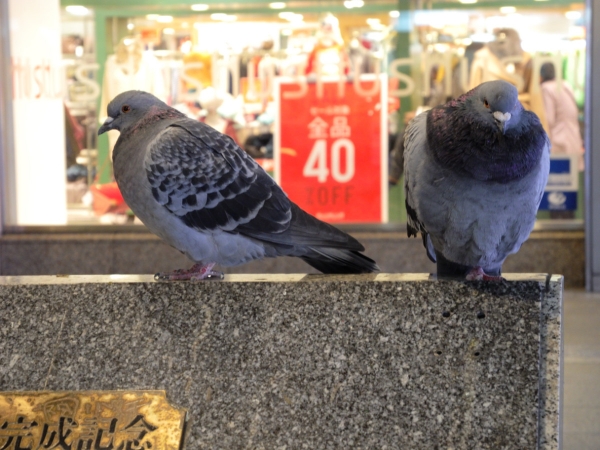 DSCN9098.jpg