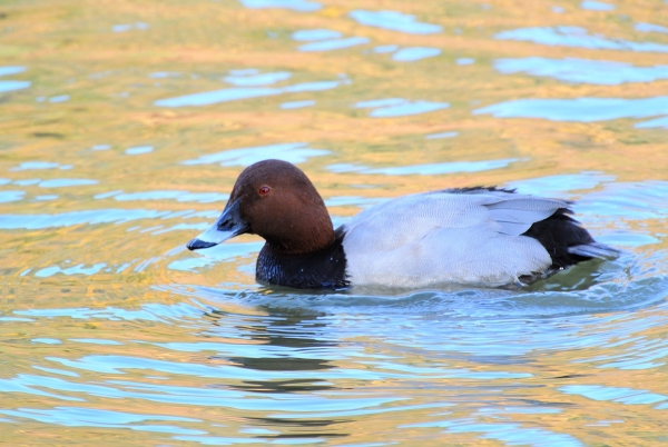 DSC_0409.jpg