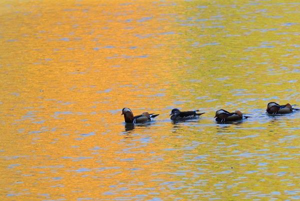 DSC_0517.jpg