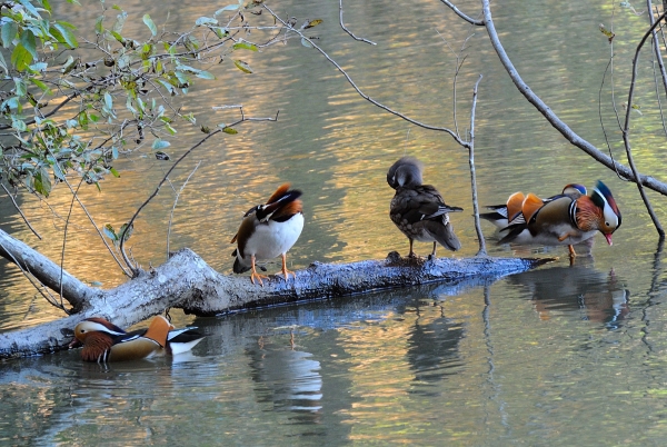 DSC_0589.jpg