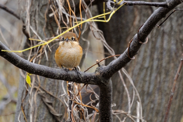 DSC_4196.jpg