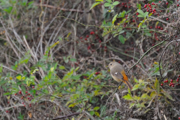 DSC_4207.jpg