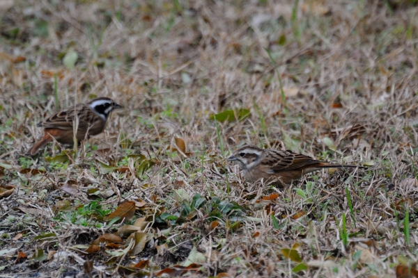 DSC_4221_20131221141121140.jpg