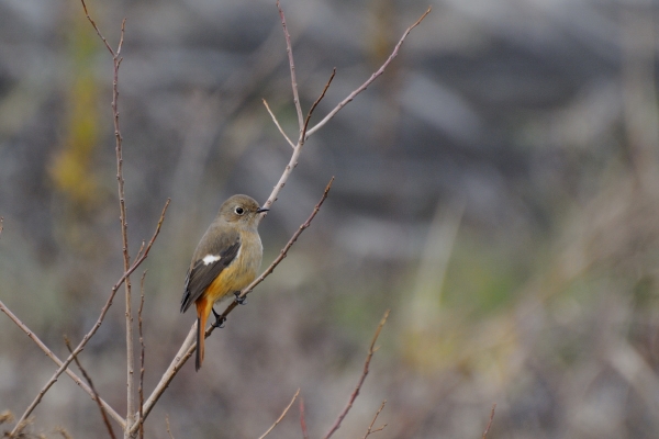 DSC_4383.jpg