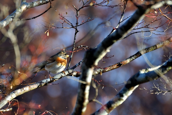 DSC_8453.jpg
