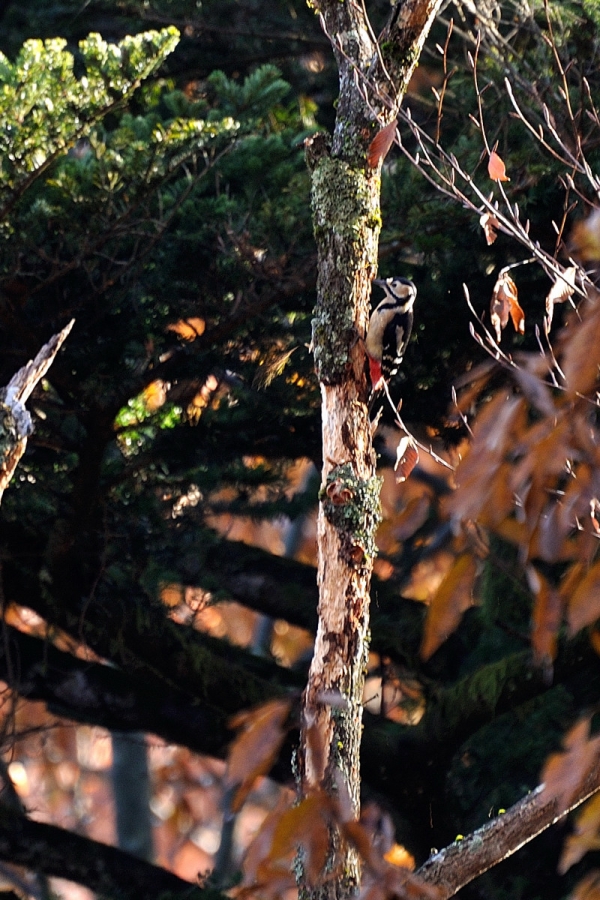 DSC_8536.jpg