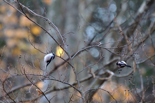 DSC_8590.jpg