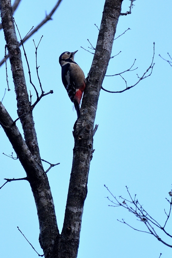 DSC_8681.jpg