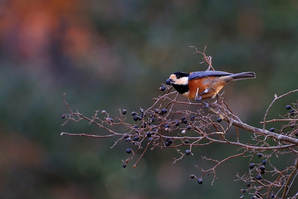 DSC_8726.jpg