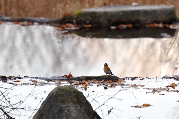 DSC_8815.jpg