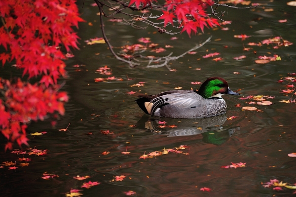 S15_7811.jpg