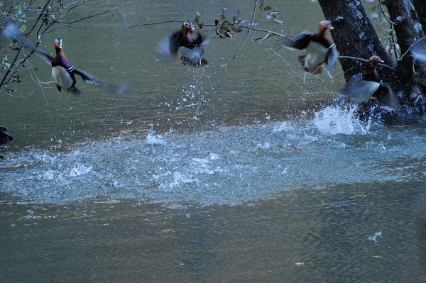 S15_8654.jpg