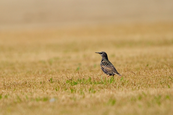 S15_9085.jpg