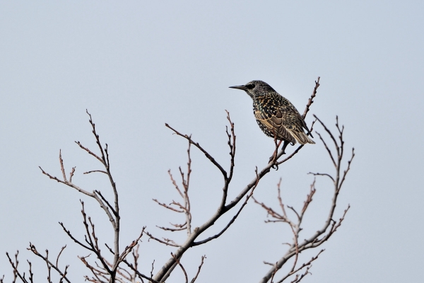 S15_9132.jpg