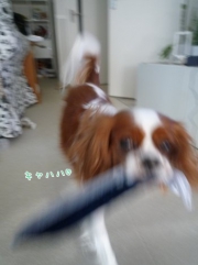 MOGSy.jpg