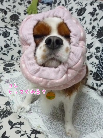 URAH6_20111105103833.jpg