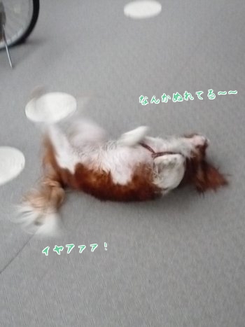 crssQ.jpg