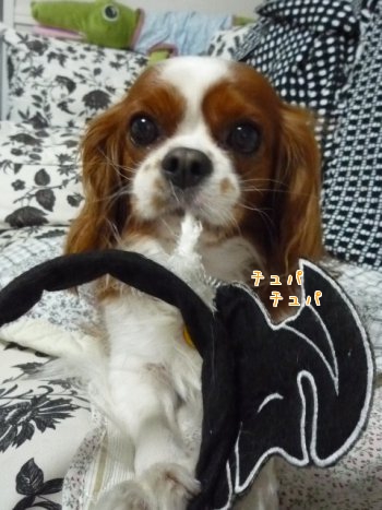 dKQa6_20111030214836.jpg