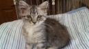ねこ