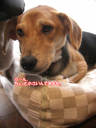 ちいさいです