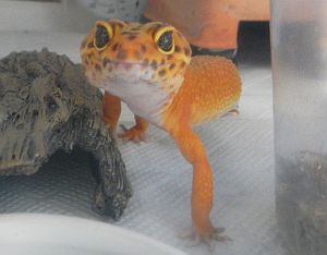 ツイ