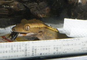 トメ2