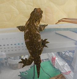 ジュメ1