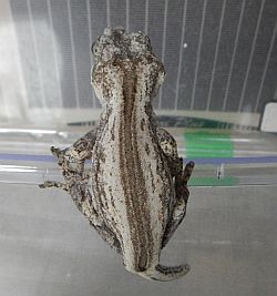しま1