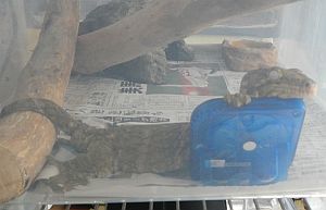 ジュメ5