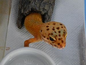 ツイ3