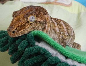 ジュメ1