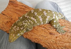 ラクタロウ