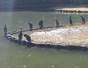 ウ