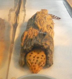 ツイ