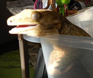 ジュメ2